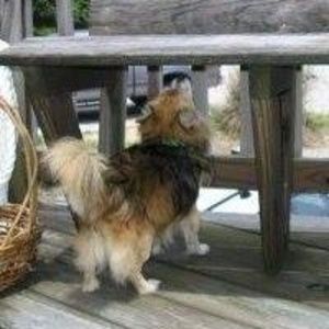 Meet your Posher, Patsy